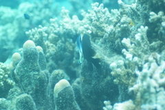 Labroides bicolor