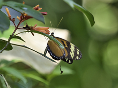 Heliconius