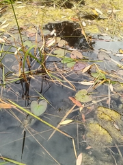 Caltha natans