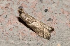 Nyctegretis lineana