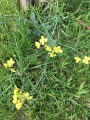 Brassica rapa