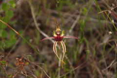 Caladenia septuosa