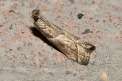 Nyctegretis lineana