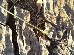 Albuca setosa