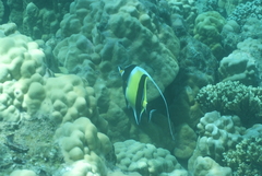 Zanclus cornutus
