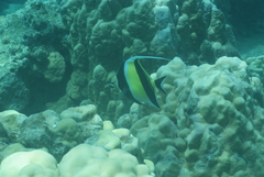 Zanclus cornutus