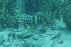 Zanclus cornutus