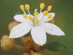 Asterolasia asteriscophora albiflora
