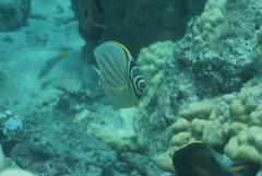 Chaetodon ornatissimus