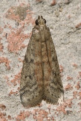 Ephestia elutella