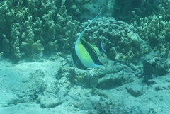 Zanclus cornutus