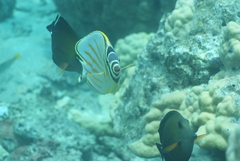 Chaetodon ornatissimus