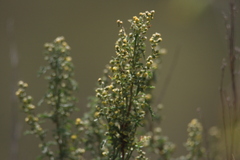 Artemisia gmelinii