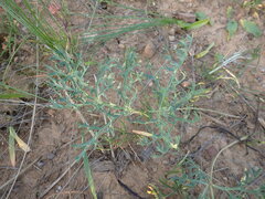 Pelargonium pillansii