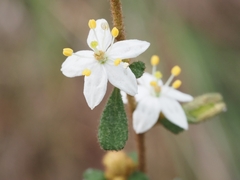 Asterolasia asteriscophora albiflora