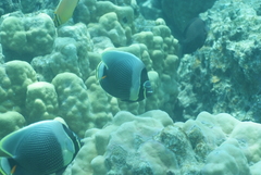 Chaetodon reticulatus