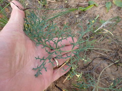Pelargonium pillansii
