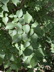Ulmus macrocarpa