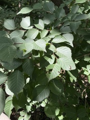 Ulmus macrocarpa