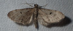 Eupithecia