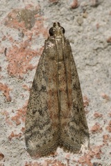 Ephestia elutella