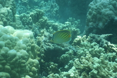 Chaetodon pelewensis
