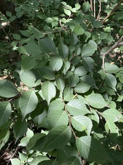 Ulmus macrocarpa
