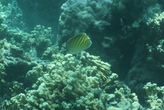 Chaetodon pelewensis