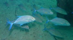 Caranx melampygus