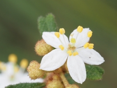 Asterolasia asteriscophora albiflora