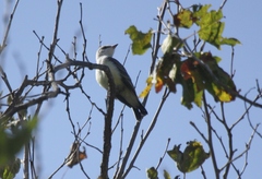 Tyrannus forficatus × verticalis