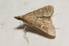 Dolicharthria punctalis