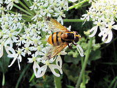 Volucella inanis