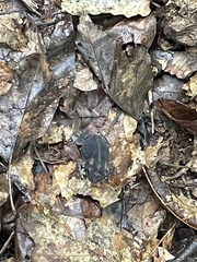 Anaxyrus terrestris