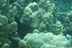 Chaetodon pelewensis