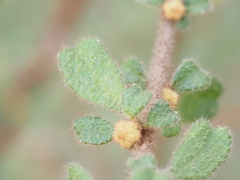 Asterolasia asteriscophora albiflora