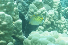 Chaetodon pelewensis