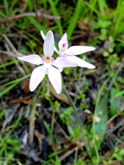 Caladenia latifolia