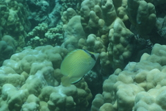 Chaetodon citrinellus