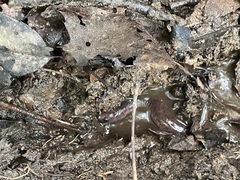 Pseudotriton ruber