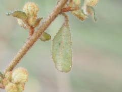 Asterolasia asteriscophora albiflora