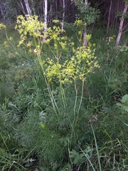 Peucedanum morisonii