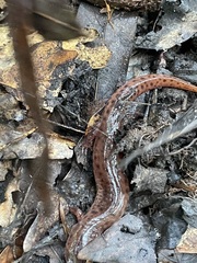 Pseudotriton ruber