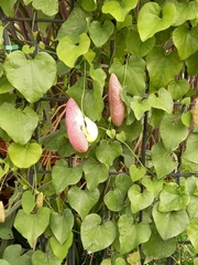Aristolochia littoralis
