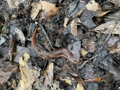 Pseudotriton ruber