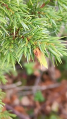 Oligotrophus juniperinus