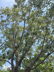 Quercus variabilis