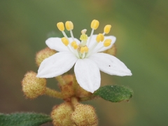 Asterolasia asteriscophora albiflora