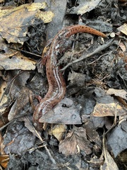 Pseudotriton ruber