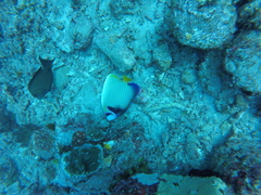 Pomacanthus imperator